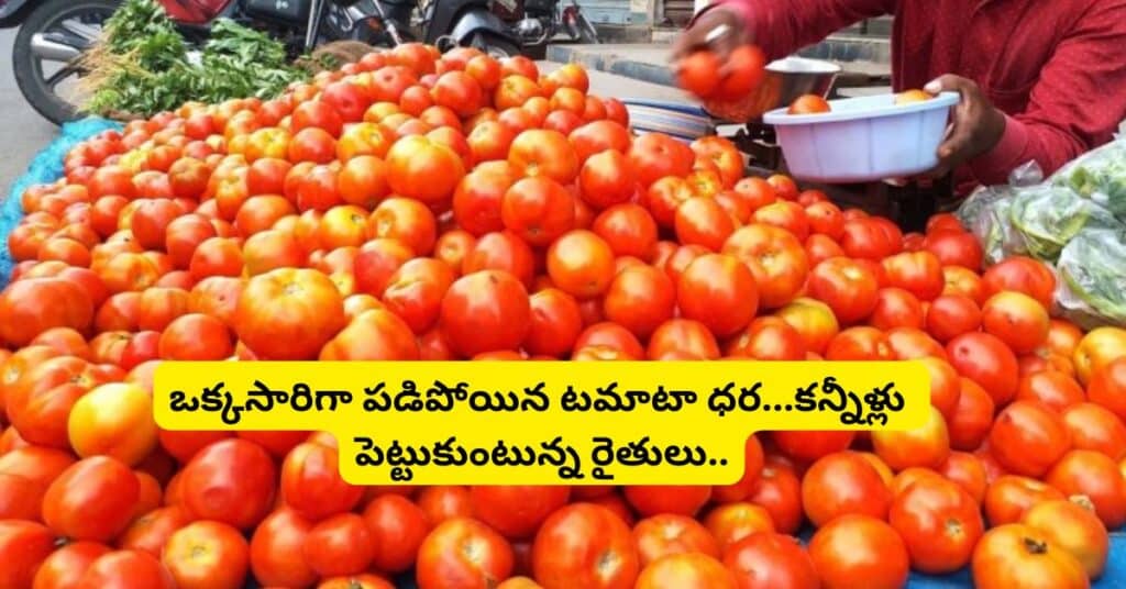 Tomato Price