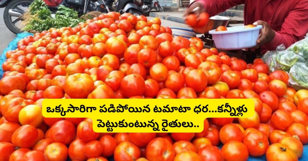 Tomato Price